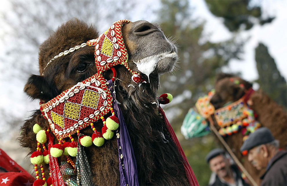 camels w  :    