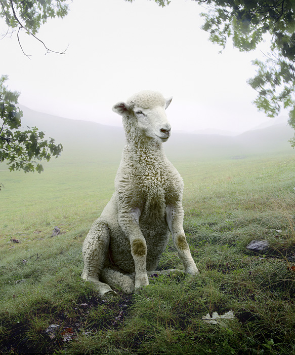  Simen Johan (7 )