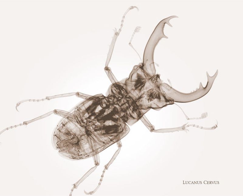 49 49Lucanus Cervus Жук Олень Рентгеновский взгляд на мир Ника Визи