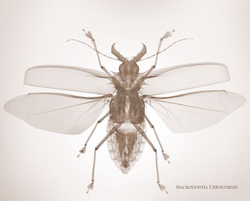 50macrodontia cervicornis        