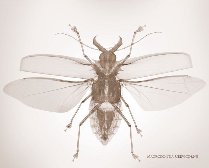 50 50macrodontia cervicornis Жук Усач Рентгеновский взгляд на мир Ника Визи