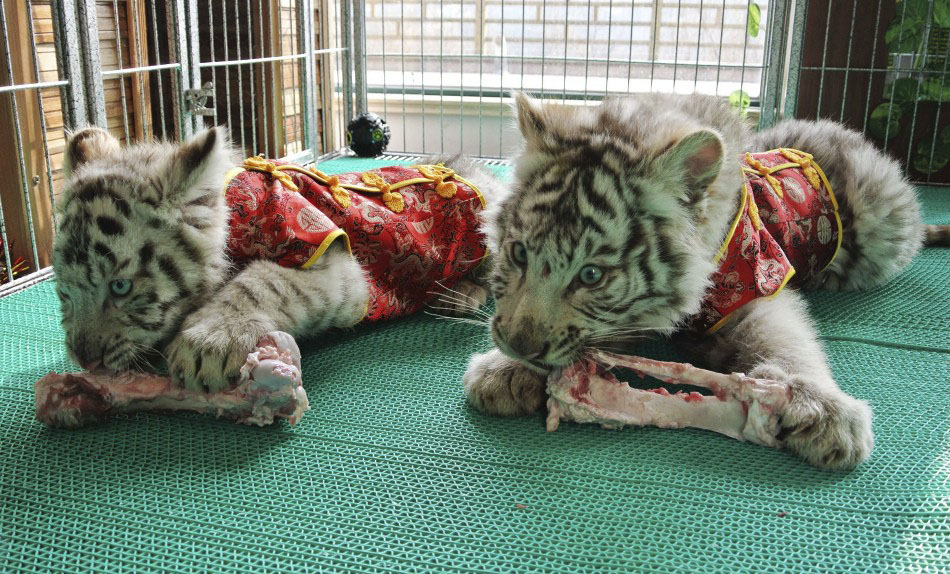 217617 bengali white tiger cubs dressed in traditional chinese clothes for th      