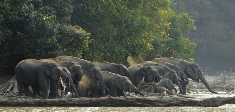 elephant1     Phu Khieo