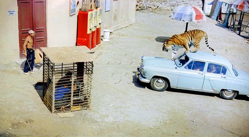 Секреты съемки Леонова с тигром (7 фото)