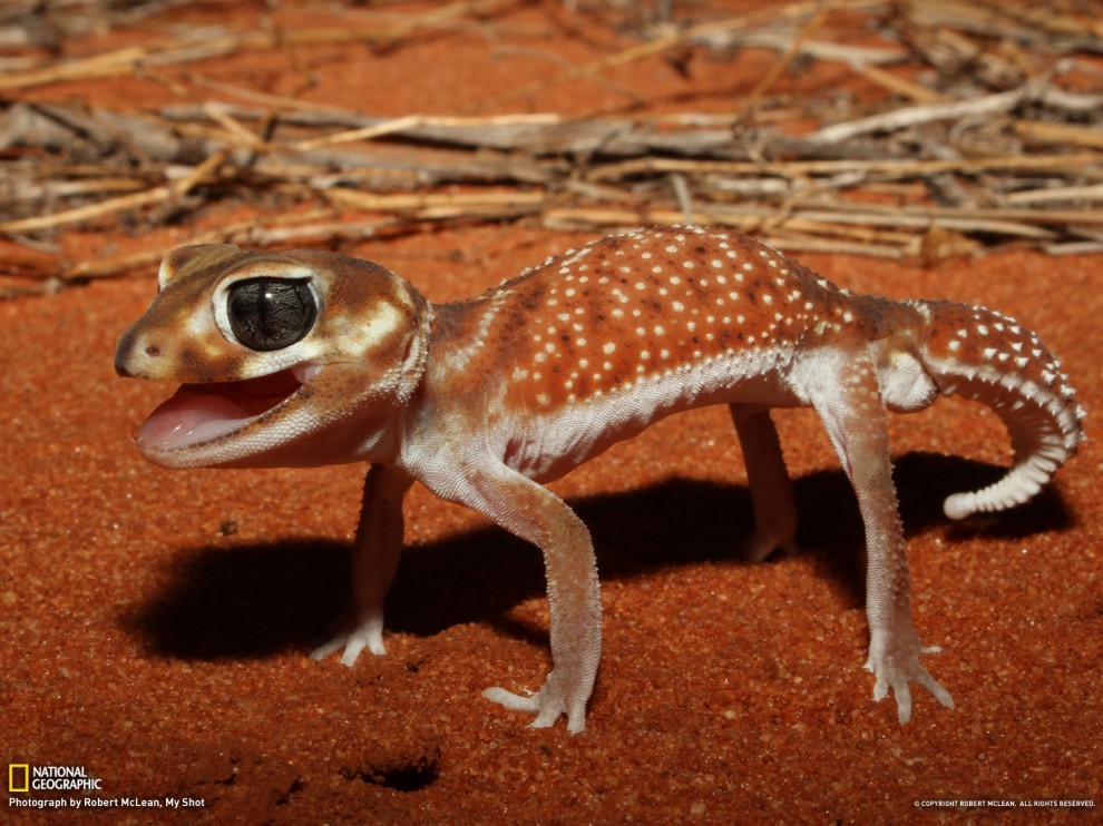 32 990x742      National Geographic   2012