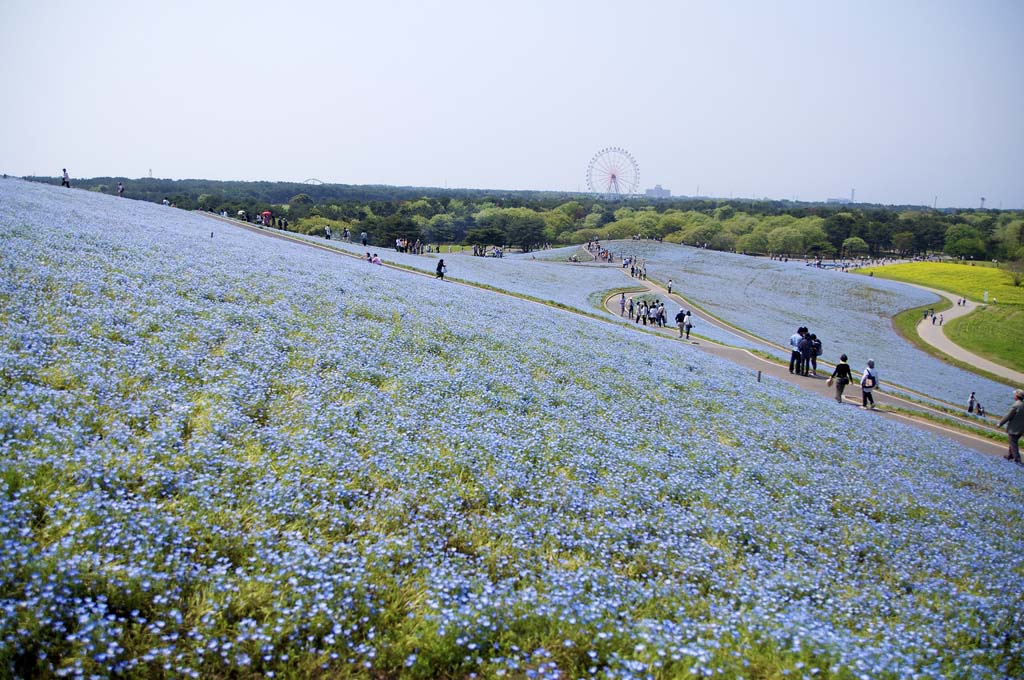 Hitachi Seaside Park 1  