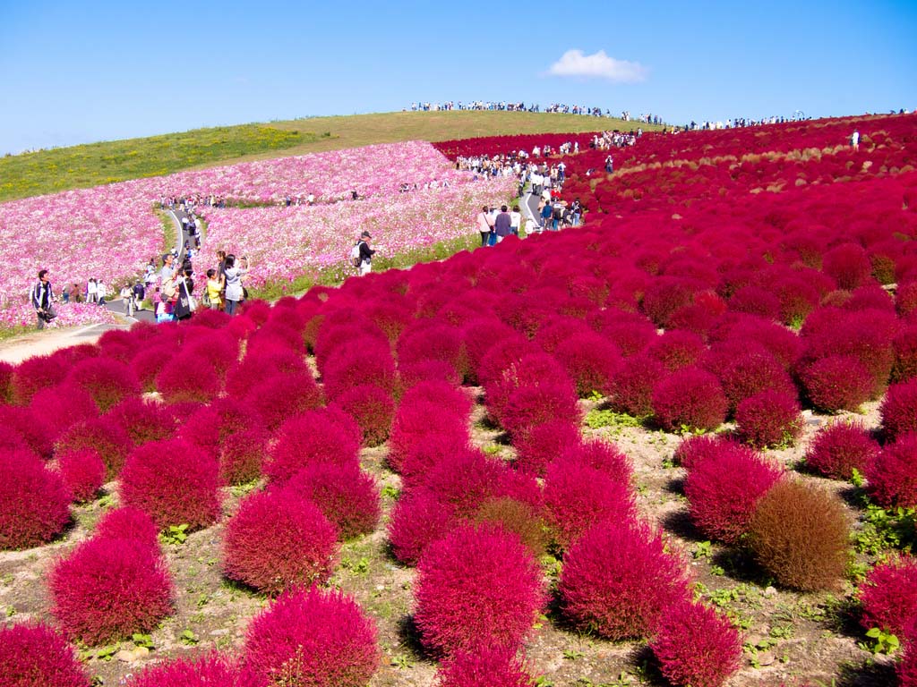 Hitachi Seaside Park 2  