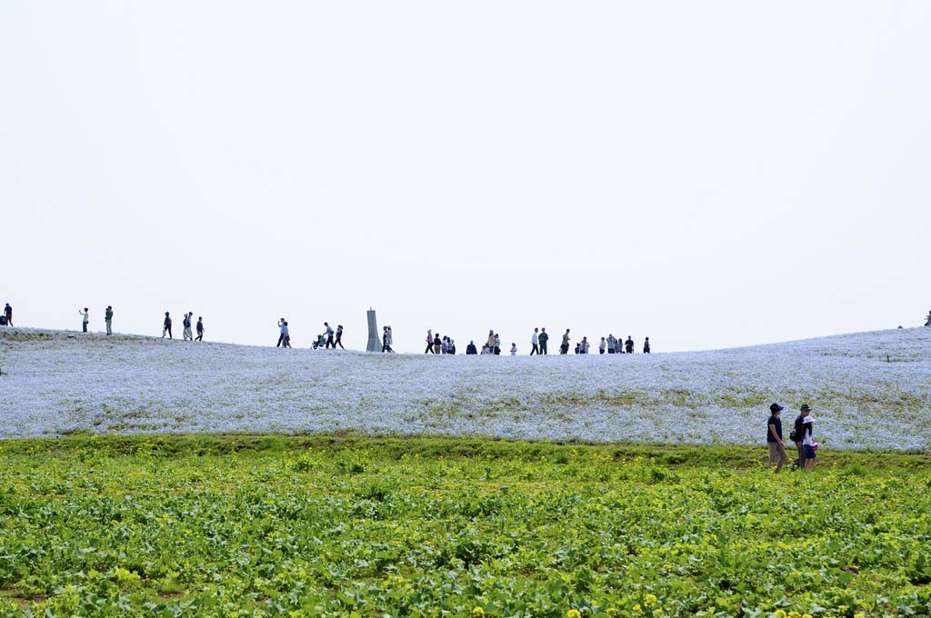 Hitachi Seaside Park 4  