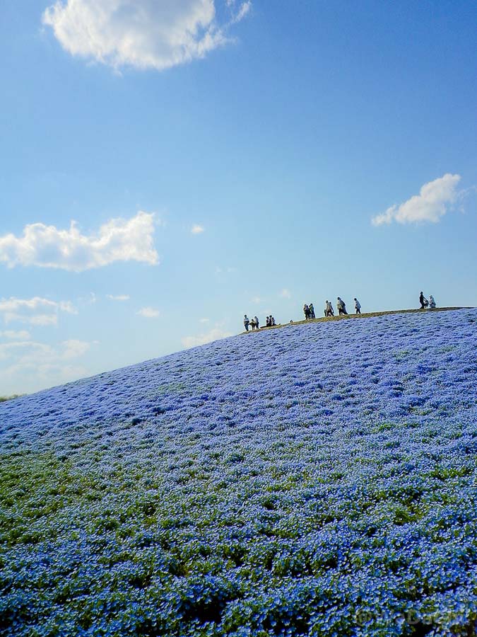 Hitachi Seaside Park 7  