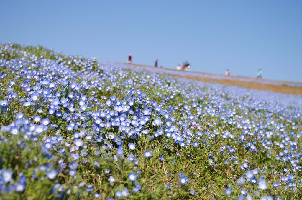 Hitachi Seaside Park 9  