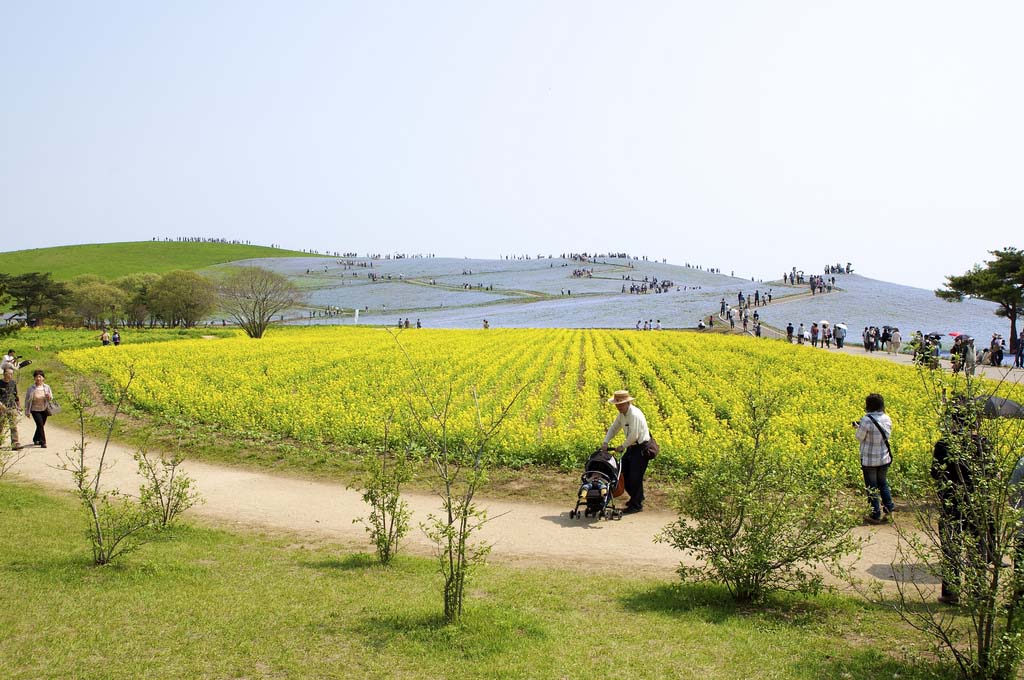 Hitachi Seaside Park 10  