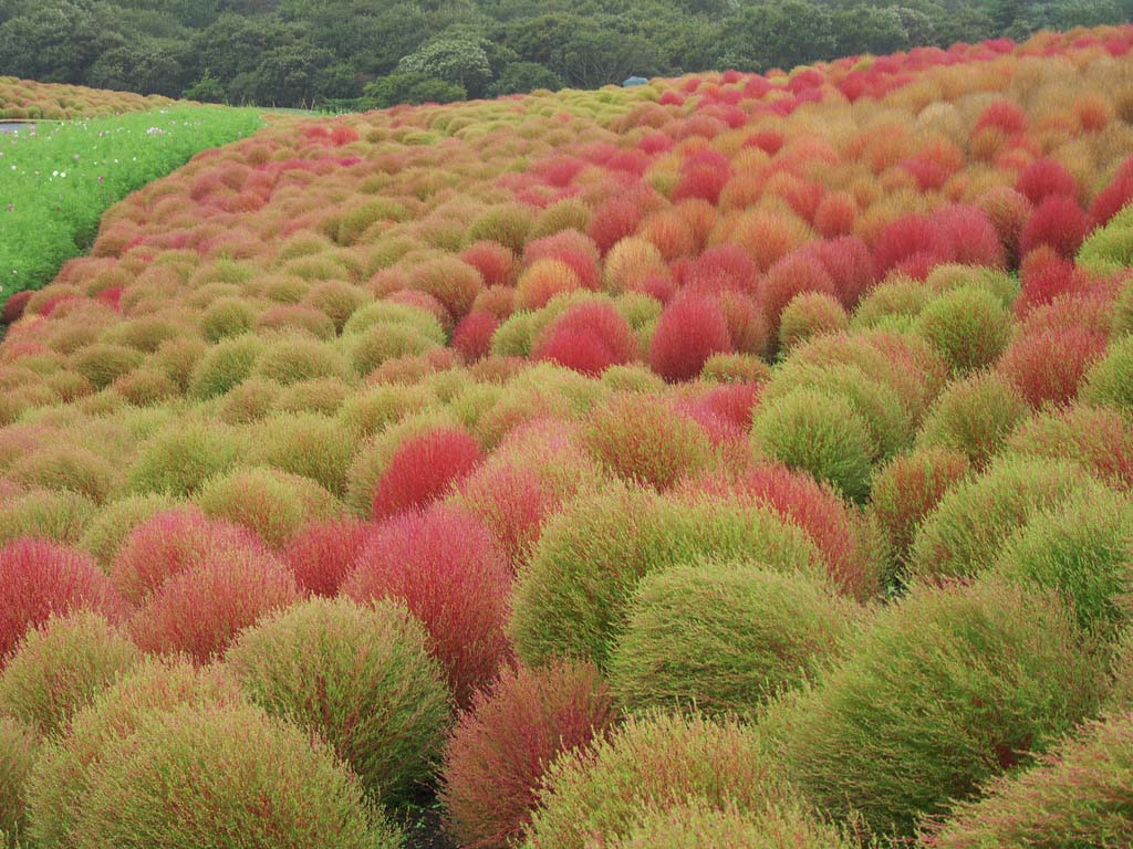 Hitachi Seaside Park 11  