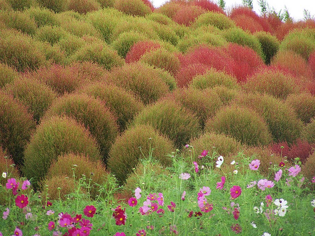 Hitachi Seaside Park 12  