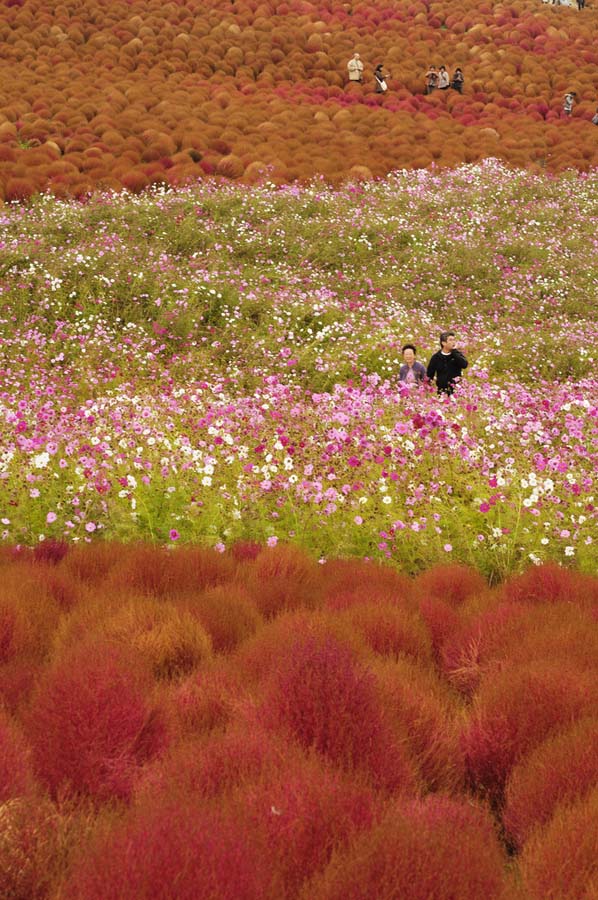 Hitachi Seaside Park 16  