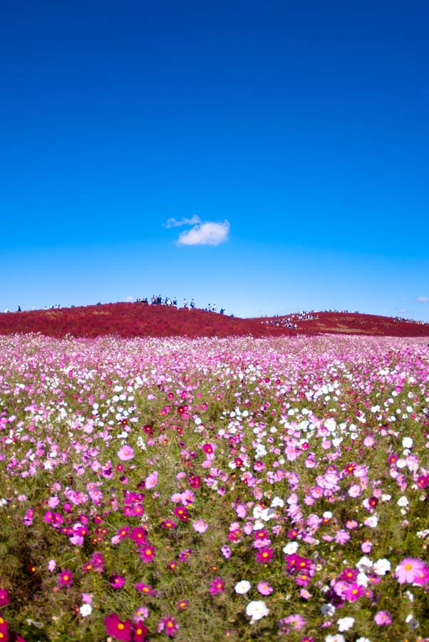 Hitachi Seaside Park 18  