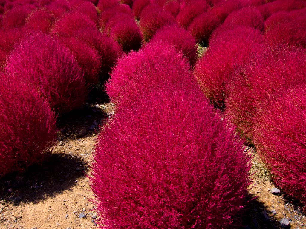 Hitachi Seaside Park 19  