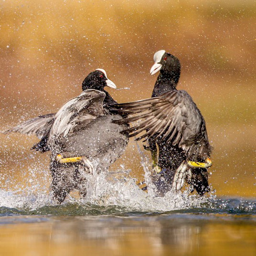 416   The British Wildlife Photography Awards 2012