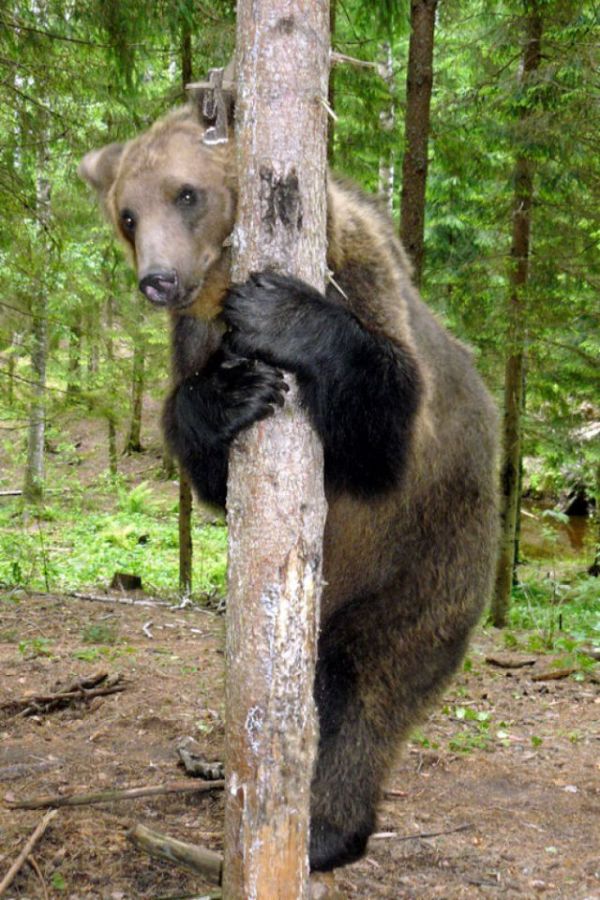 Домашний медведь (25 фото)