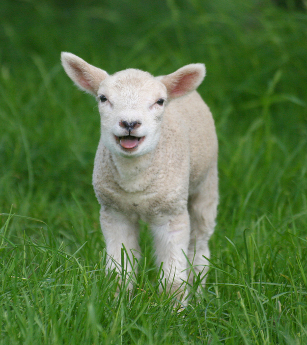 Fuzzy Little Lamb 3  