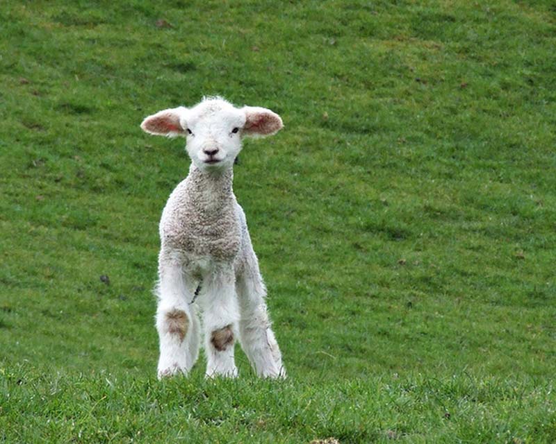 Fuzzy Little Lamb 5  