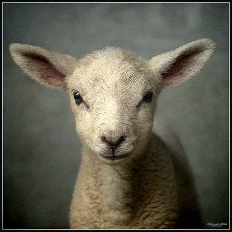 Fuzzy Little Lamb 8  