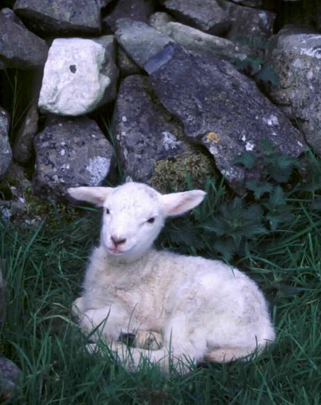 Fuzzy Little Lamb 10  