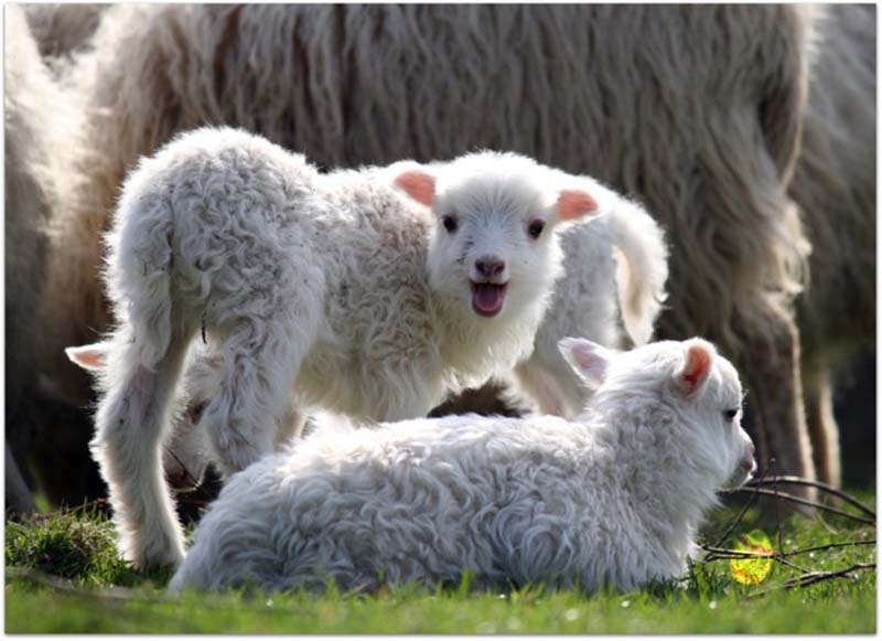 Fuzzy Little Lamb 12  
