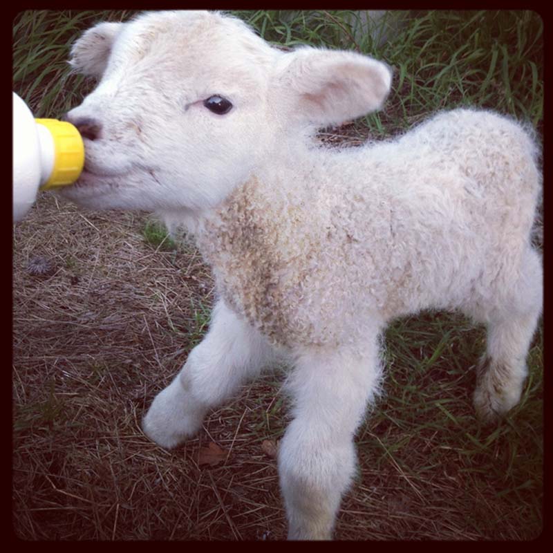 Fuzzy Little Lamb 14  