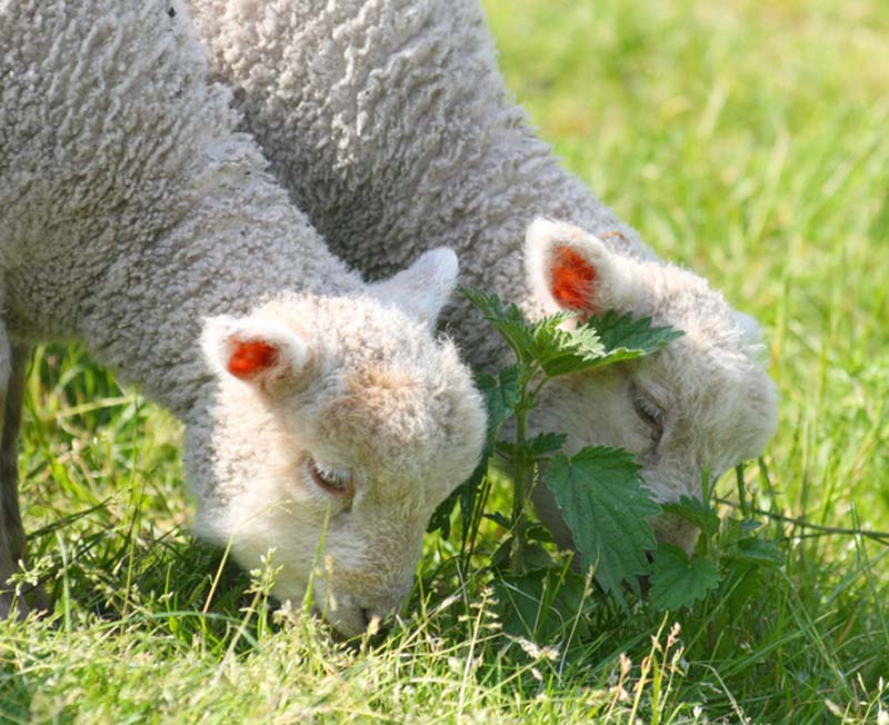 Fuzzy Little Lamb 15  