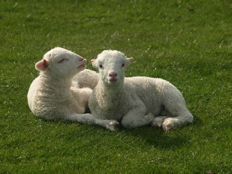 Fuzzy Little Lamb 16  