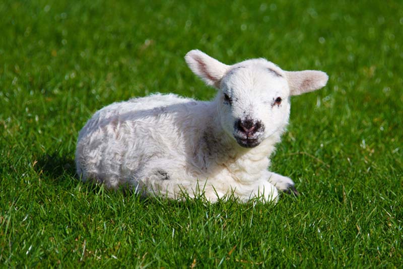 Fuzzy Little Lamb 18  