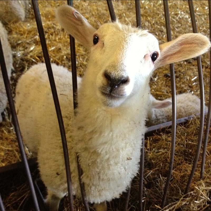 Fuzzy Little Lamb 19  