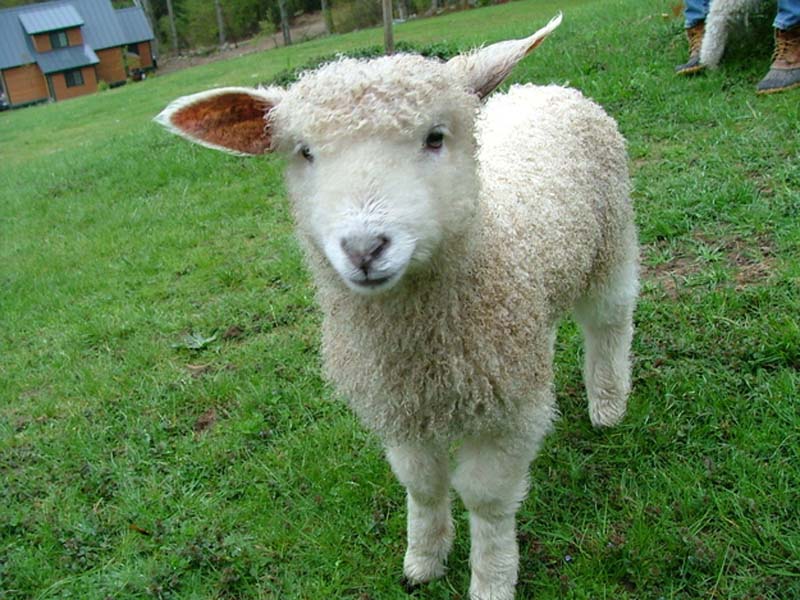 Fuzzy Little Lamb 20  