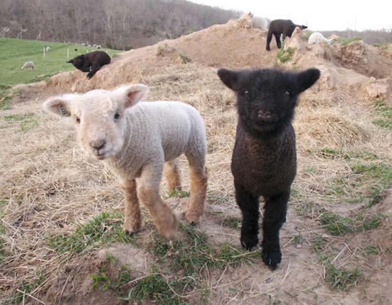 Fuzzy Little Lamb 22  