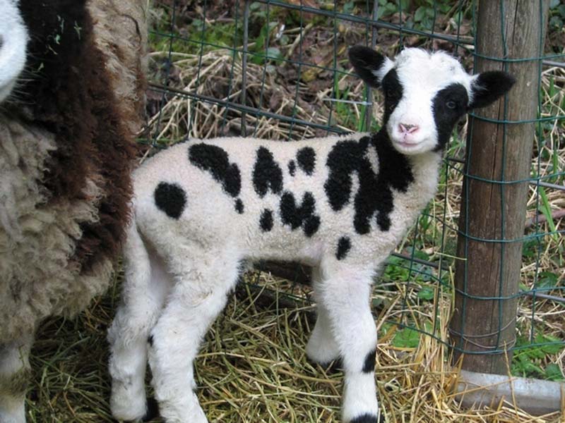 Fuzzy Little Lamb 26  