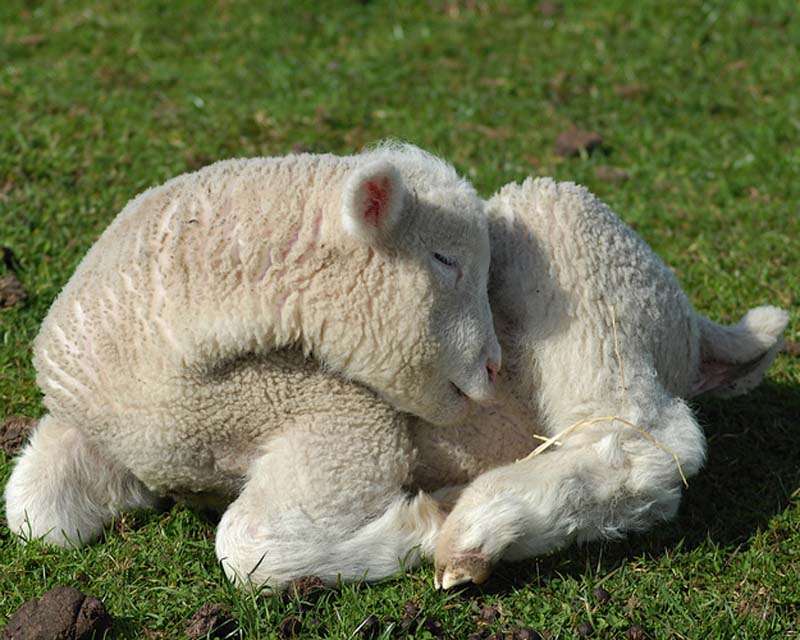 Fuzzy Little Lamb 27  