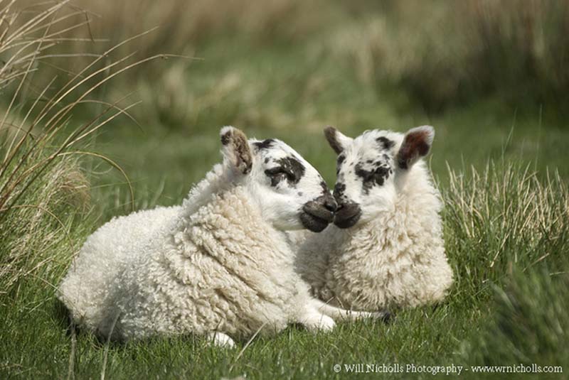 Fuzzy Little Lamb 29  