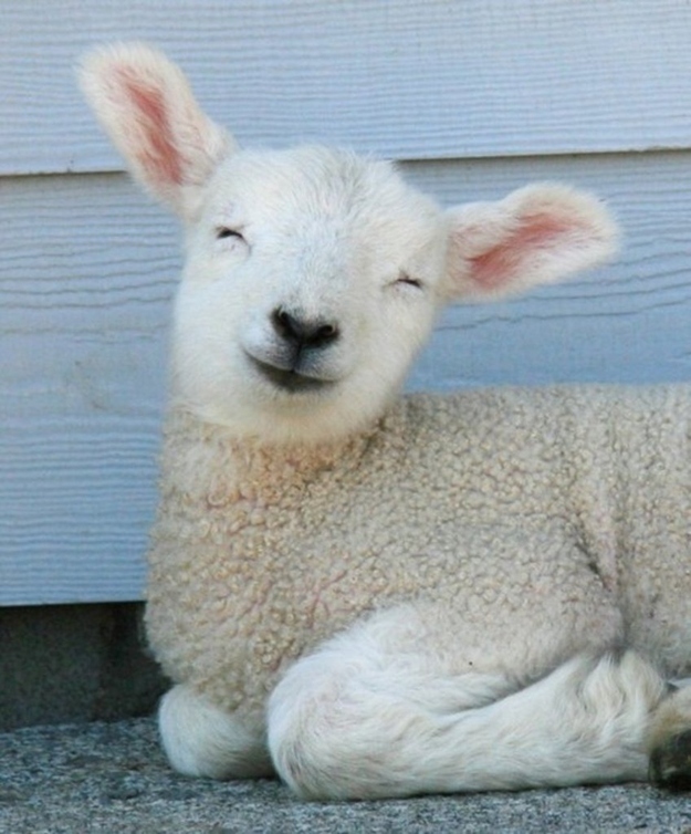 Fuzzy Little Lamb 31  