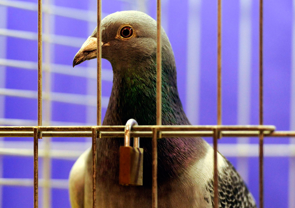 pigeon06   