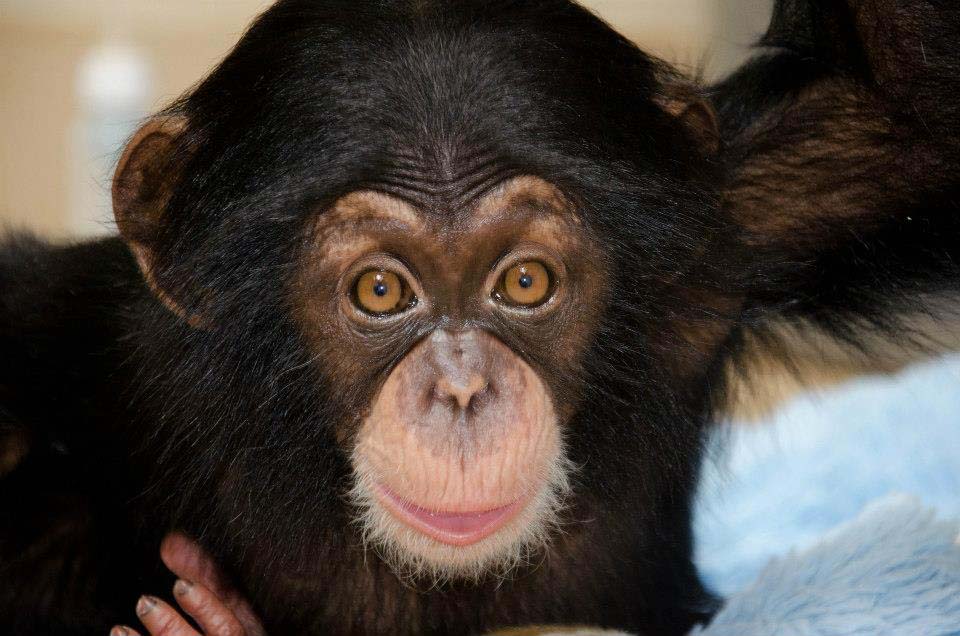 shimpanze 4     