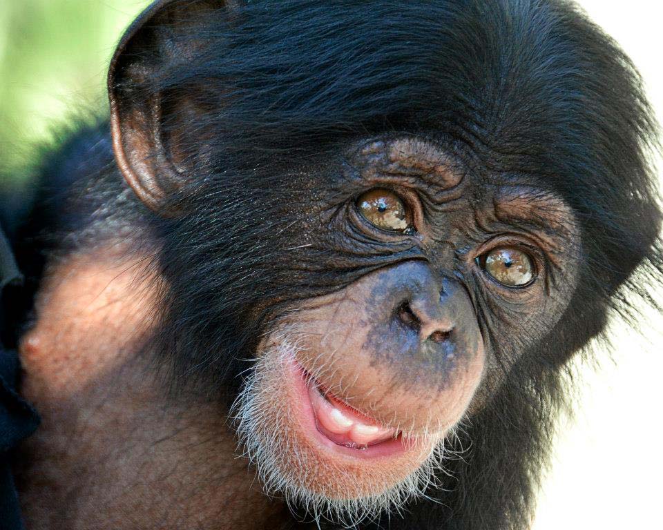 shimpanze 5     