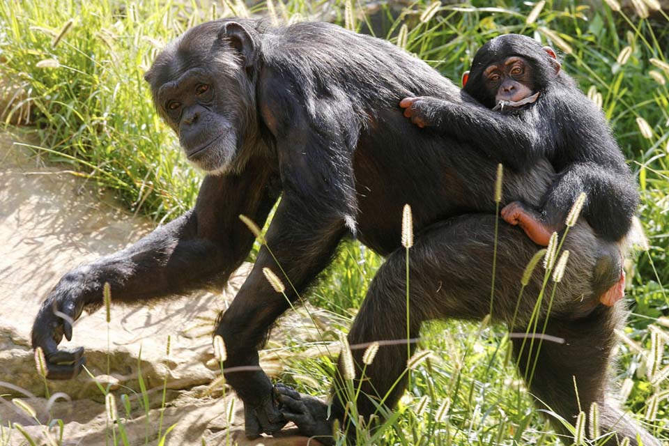 shimpanze 6     