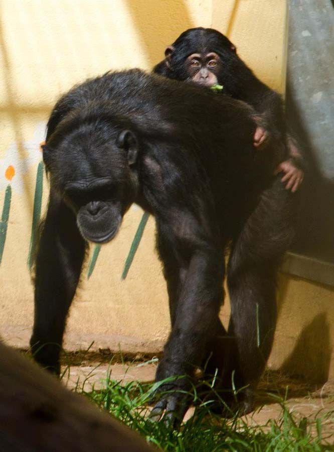 shimpanze 10     