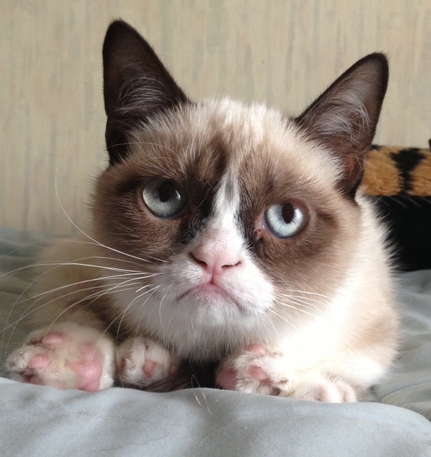 Grumpy Cat 1    
