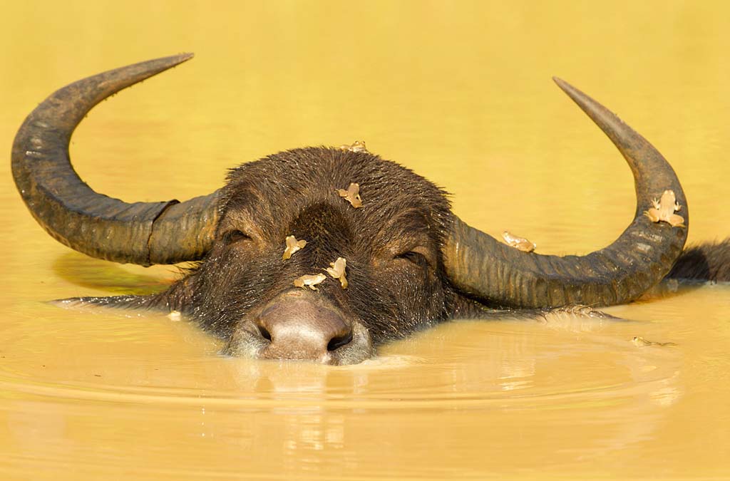 National Geographic Photo Contest 49   National Geographic 2012