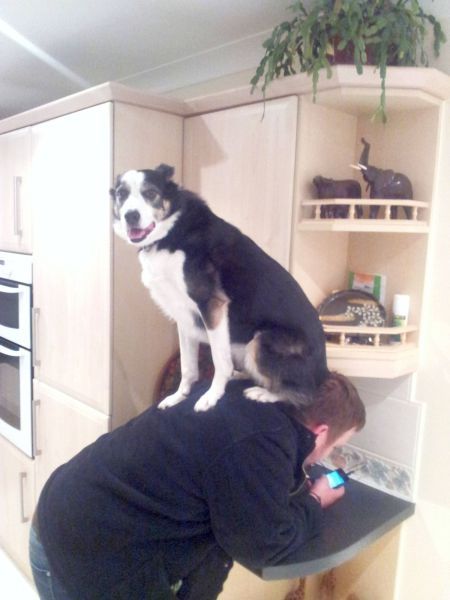 Прикольные картинки (115 фото) Прикольные картинки (115 фото)