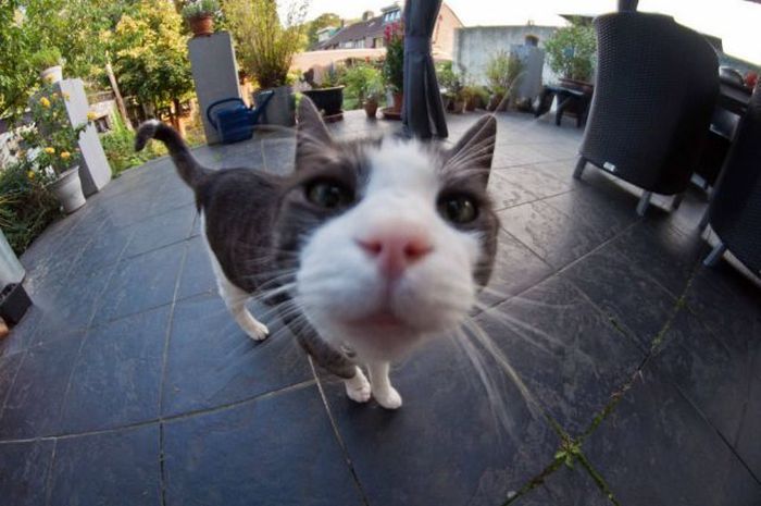 Прикольные картинки (115 фото) Прикольные картинки (115 фото)