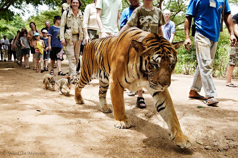  Wildlife Photographer of the Year 2012 (39 )