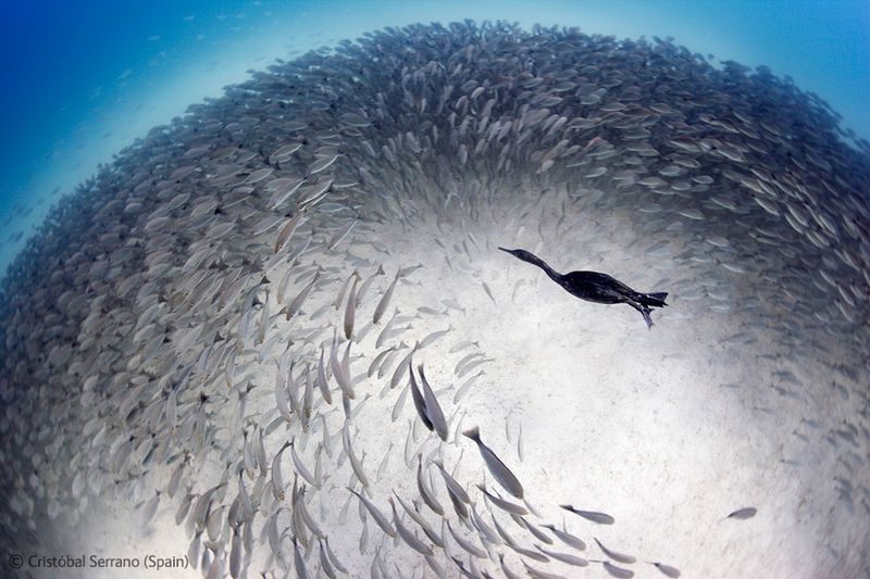  Wildlife Photographer of the Year 2012 (39 )