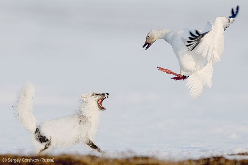  Wildlife Photographer of the Year 2012 (39 )